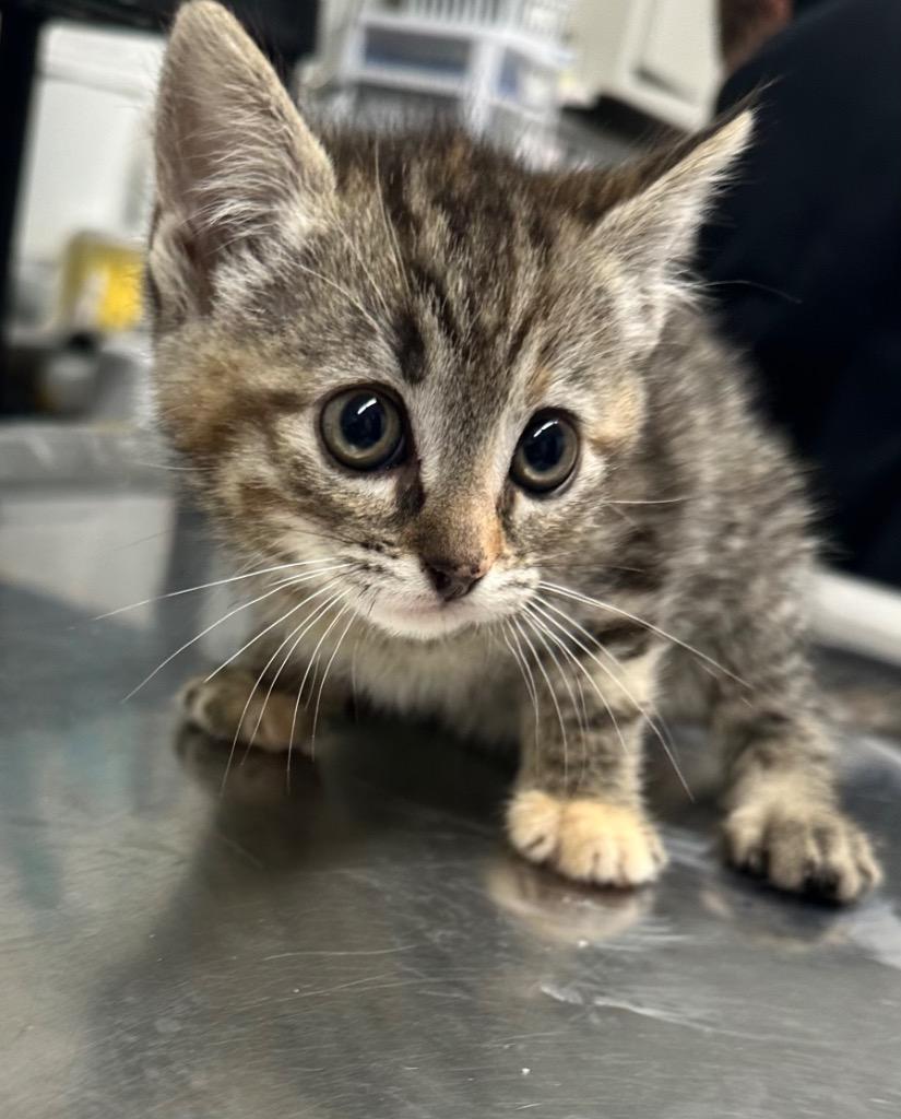 Blossom, Adoptable, Kitten Female Domestic Short Hair.