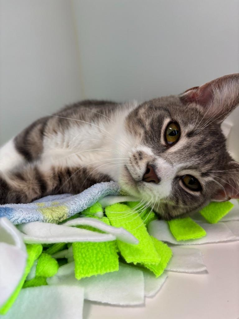 Enlarge Tudor, a Adoptable Domestic Short Hair in Decorah, IA image 1/2