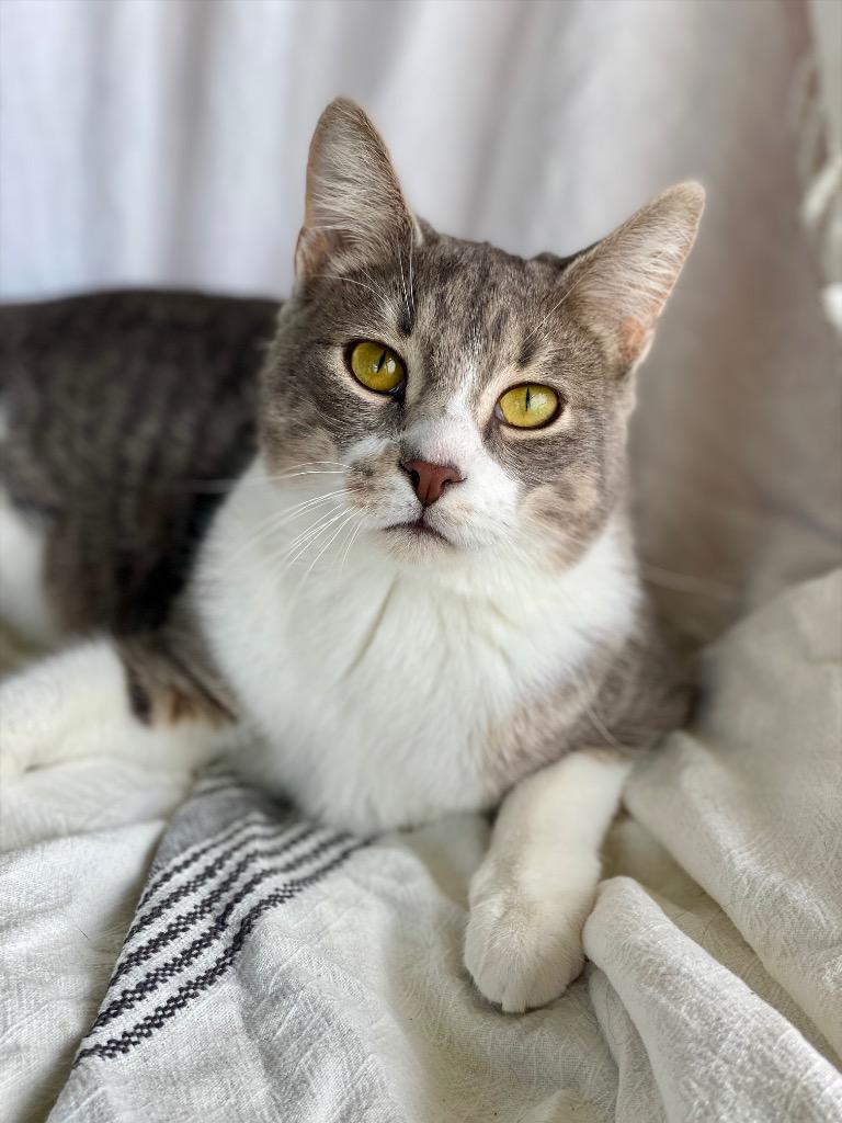 Enlarge Tudor, a Adoptable Domestic Short Hair in Decorah, IA image 2/3