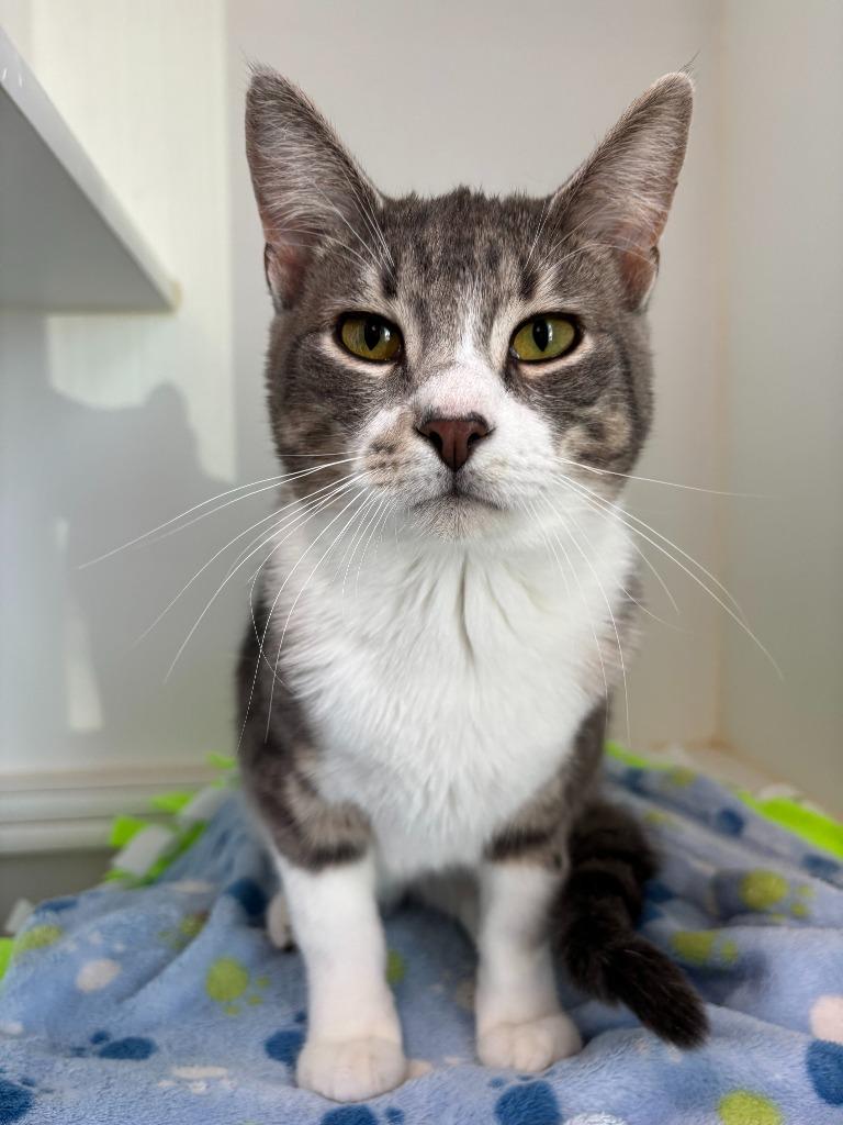 Enlarge Tudor, a Adoptable Domestic Short Hair in Decorah, IA image 2/2