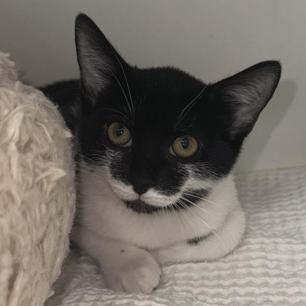 Harley Quinn, Adoptable, Young Female Domestic Short Hair.