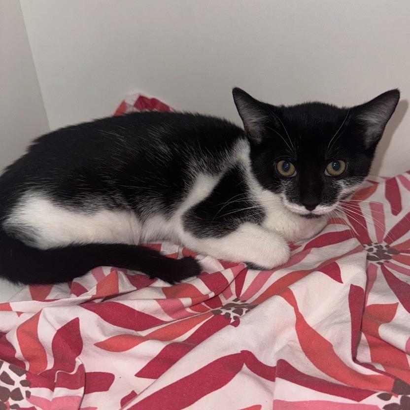 Enlarge Harley Quinn, a Adoptable Domestic Short Hair in Jupiter, FL image 2/2