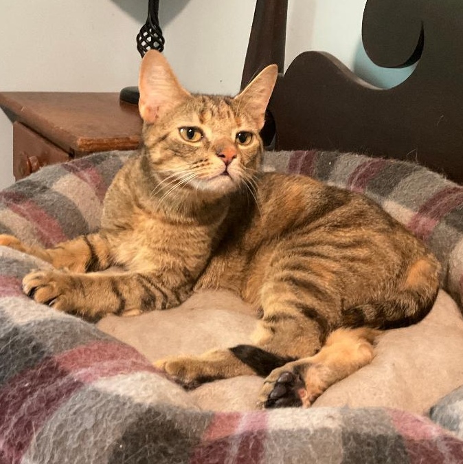Gatita, a ADOPTABLE Domestic Short Hair in Fair Haven, VT image 2/4