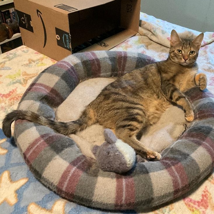 Gatita, a ADOPTABLE Domestic Short Hair in Fair Haven, VT image 3/4