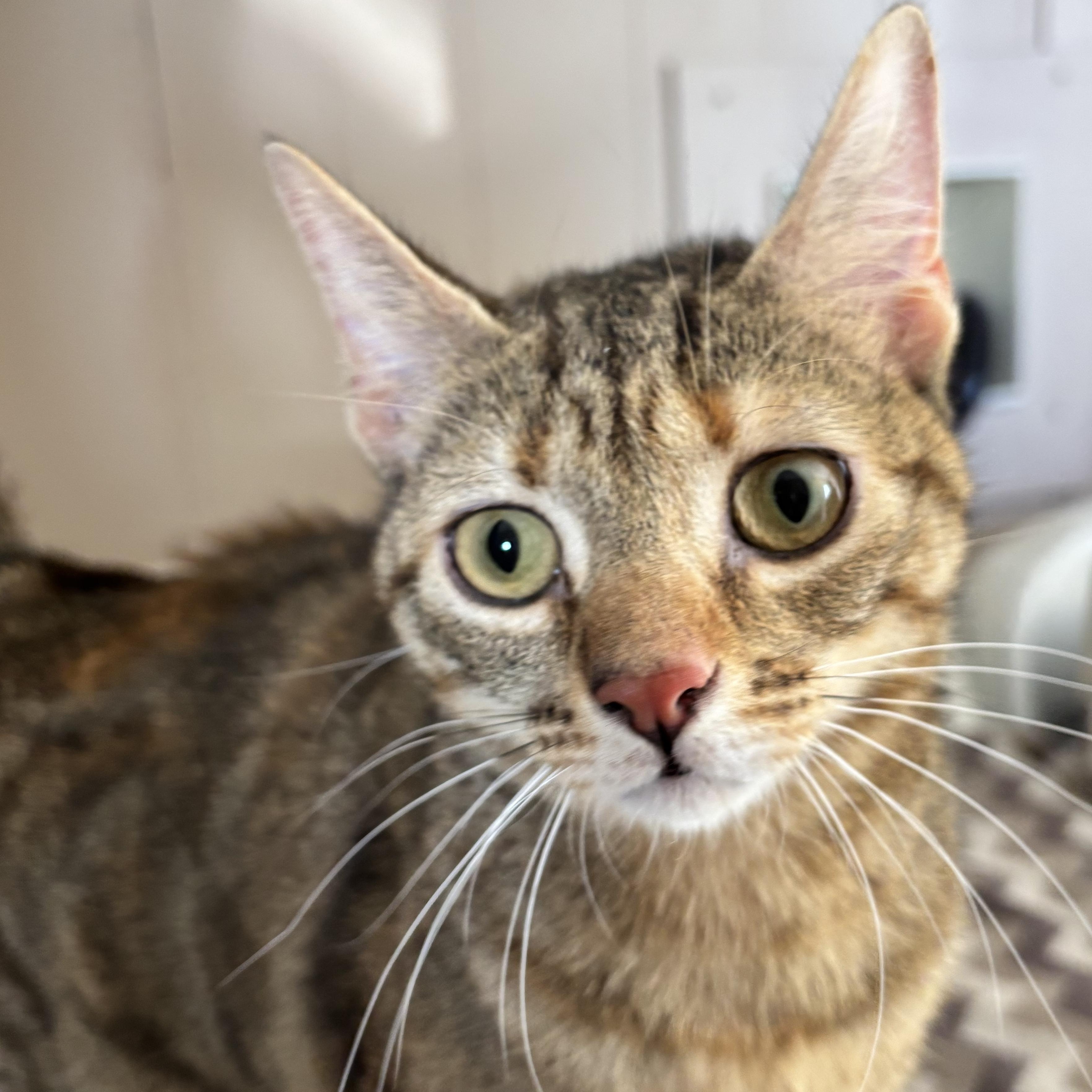 Gatita, ADOPTABLE, Young Female Domestic Short Hair.
