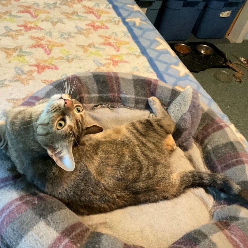 Gatita, a ADOPTABLE Domestic Short Hair in Fair Haven, VT image 4/4