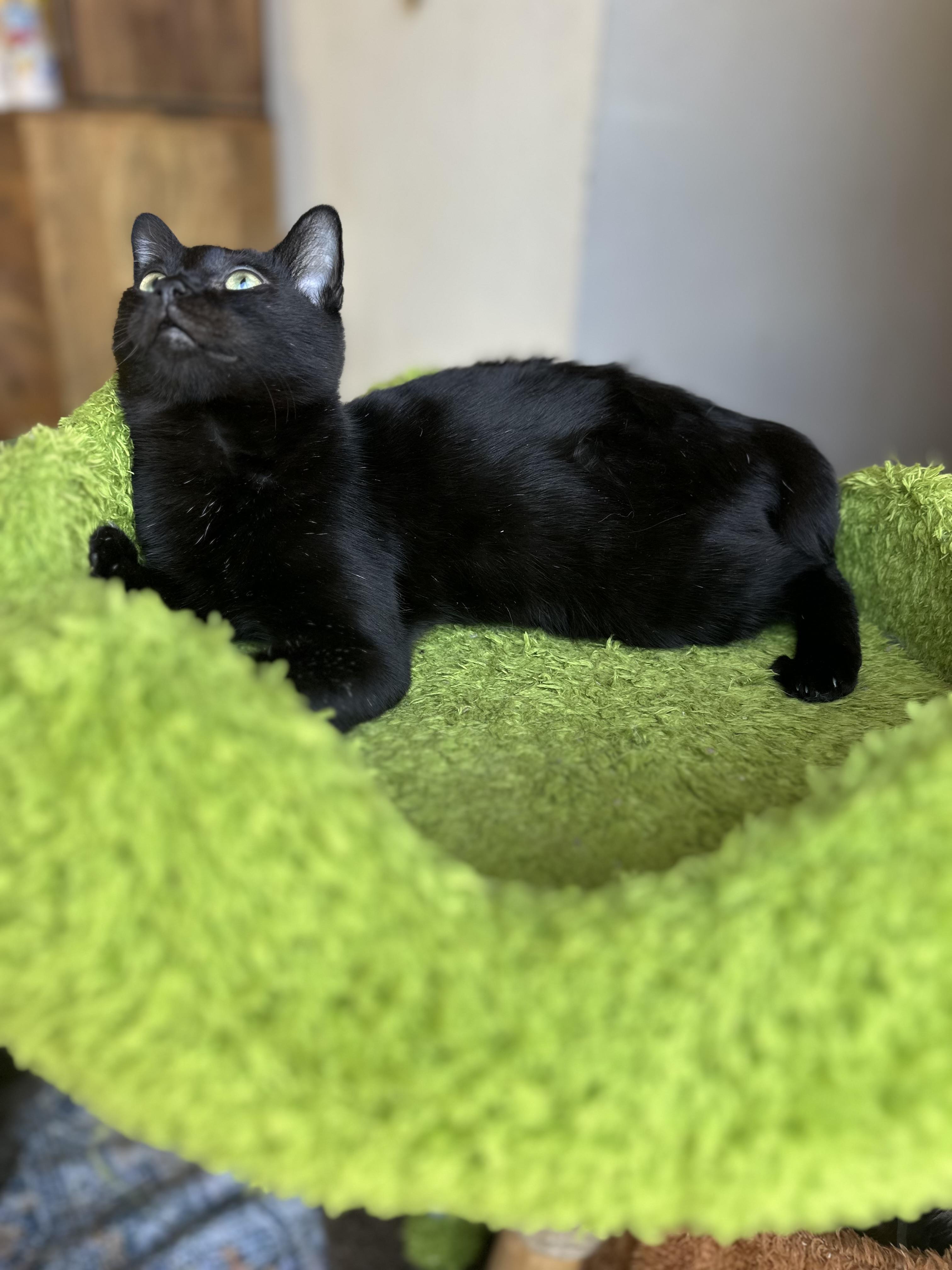 Enlarge P.Sherman 42 Wallaby Way Sydney, a ADOPTABLE Domestic Short Hair in Garden Grove, CA image 4/5