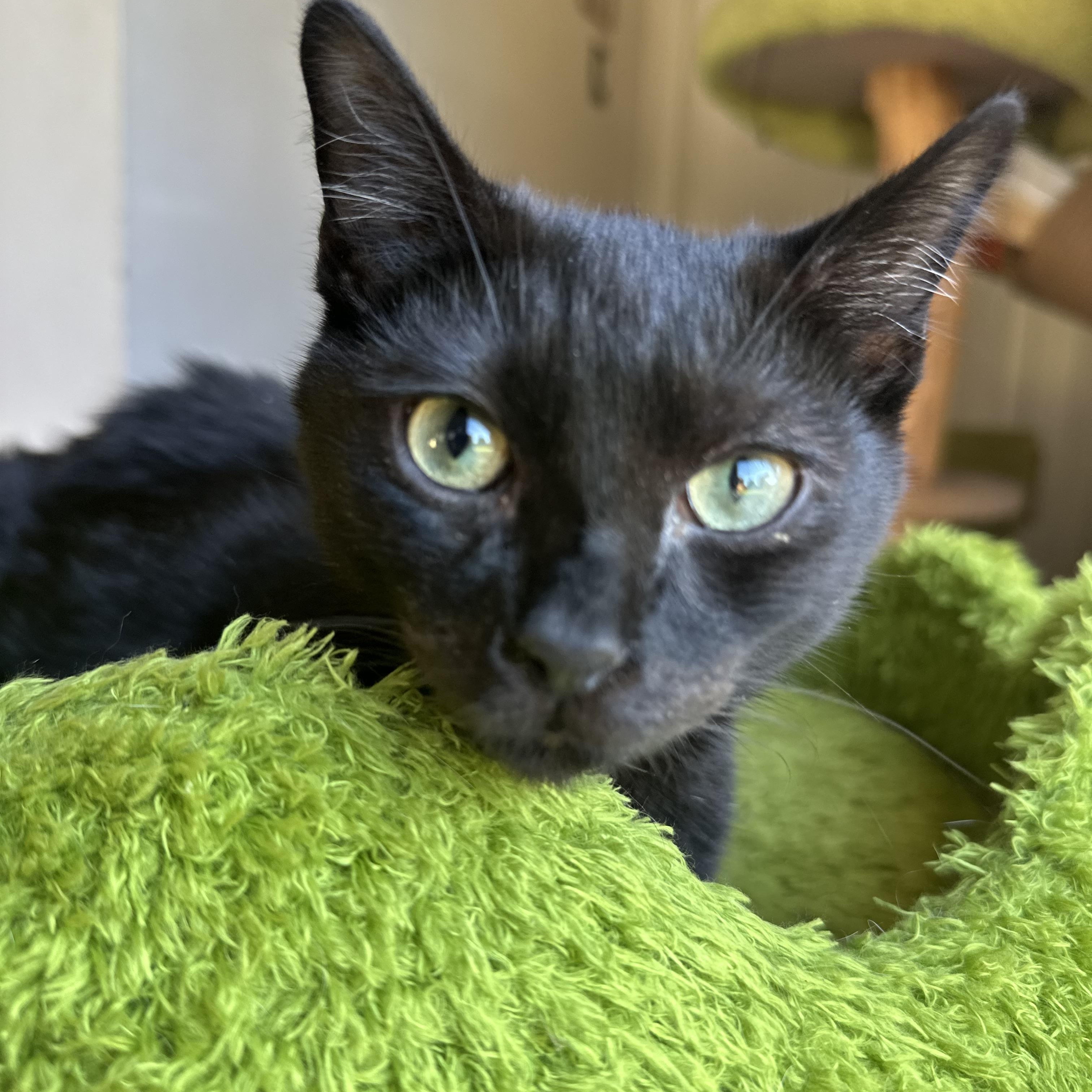 P.Sherman 42 Wallaby Way Sydney, ADOPTABLE, Young Male Domestic Short Hair.