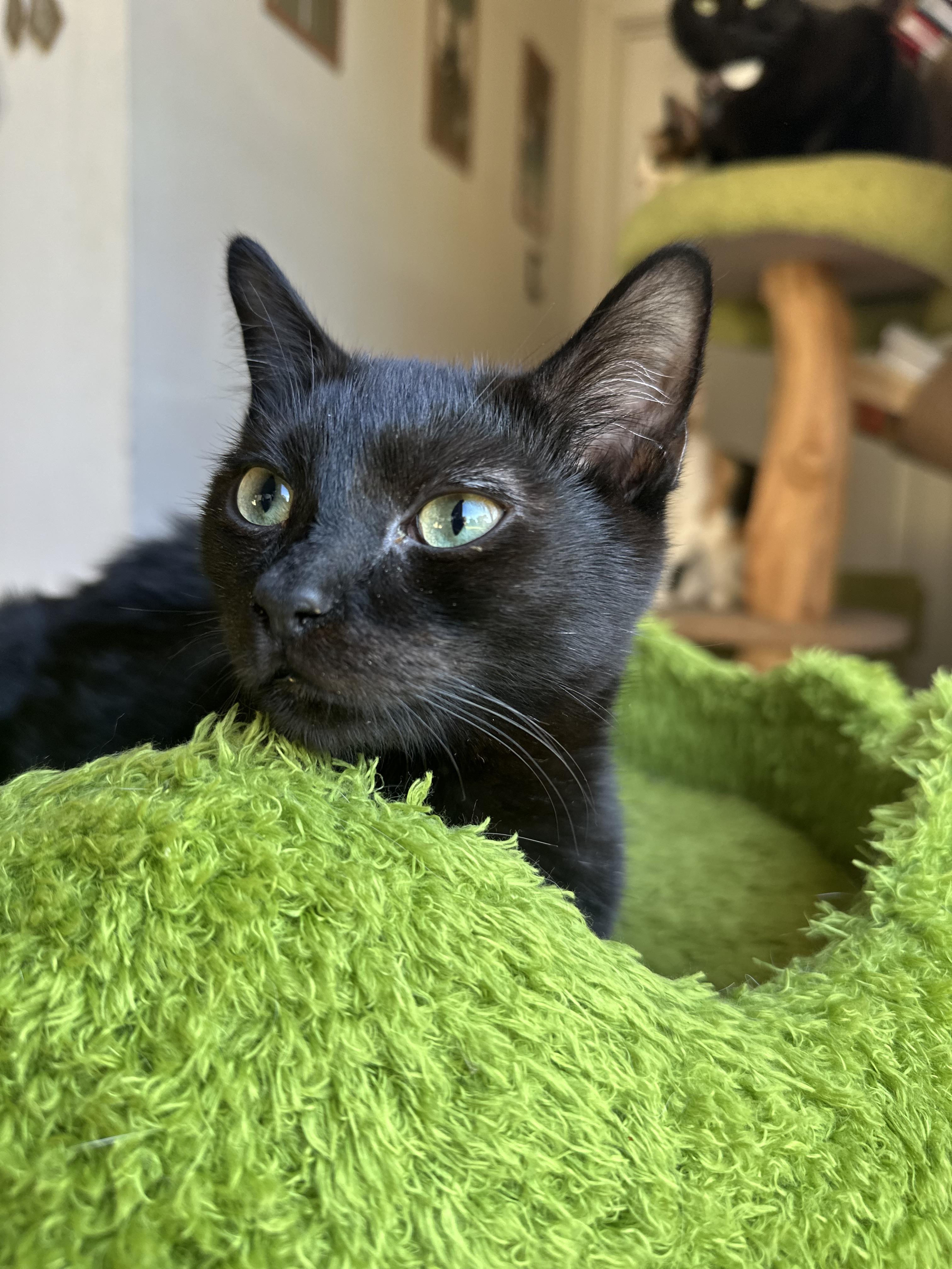 Enlarge P.Sherman 42 Wallaby Way Sydney, a ADOPTABLE Domestic Short Hair in Garden Grove, CA image 3/5