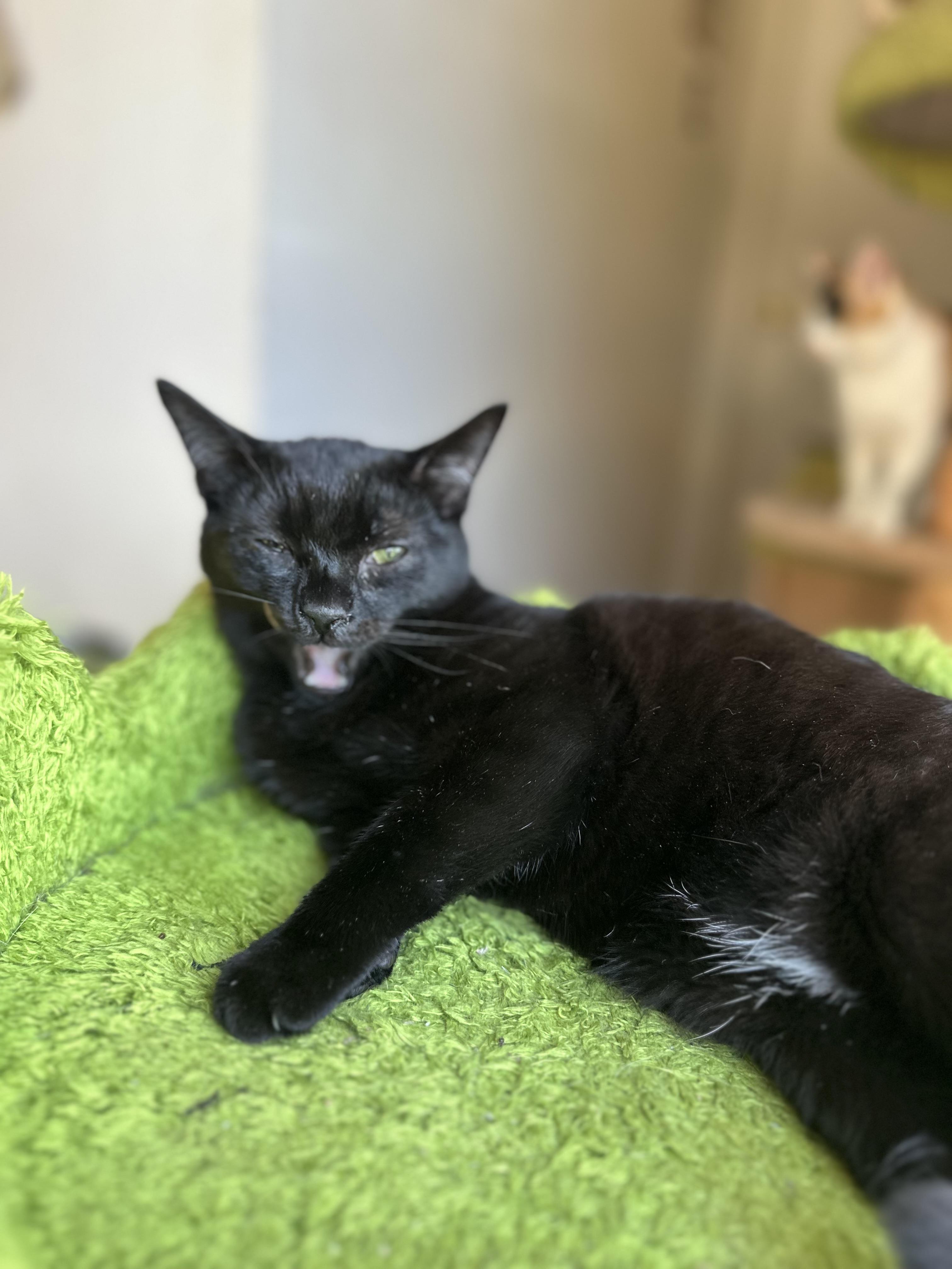 Enlarge P.Sherman 42 Wallaby Way Sydney, a ADOPTABLE Domestic Short Hair in Garden Grove, CA image 5/5