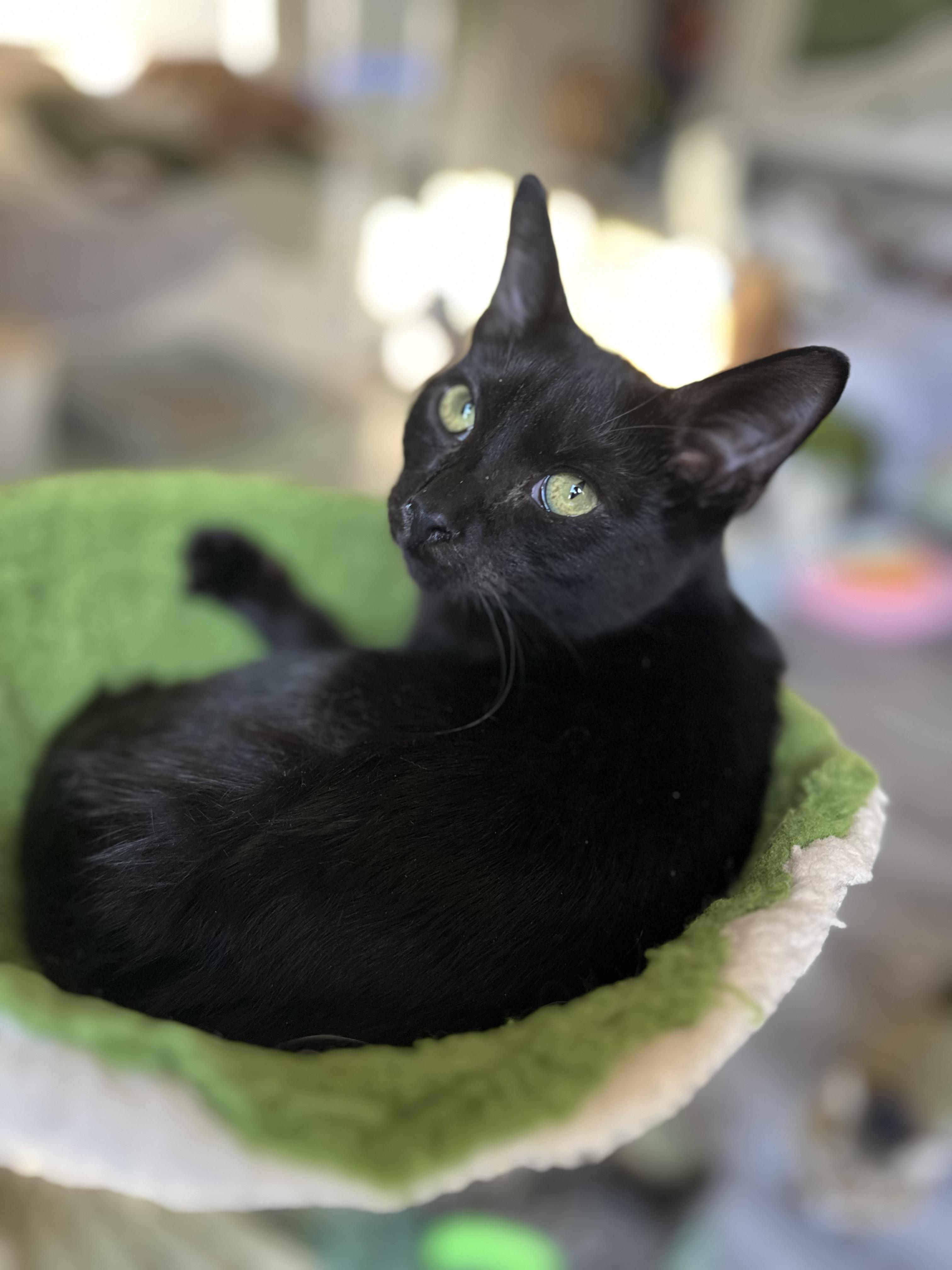 Enlarge P.Sherman 42 Wallaby Way Sydney, a ADOPTABLE Domestic Short Hair in Garden Grove, CA image 2/5