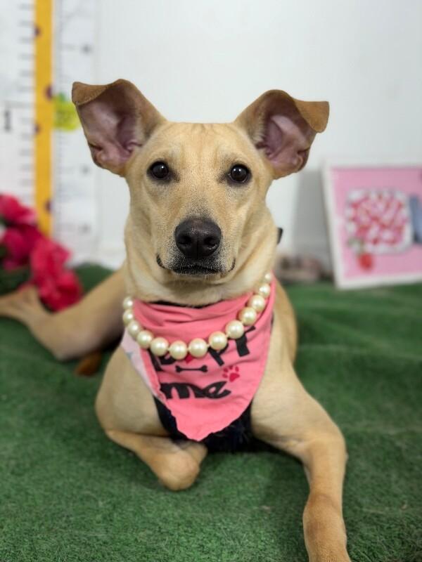 Bibi-One of our Amazing Rescue Dogs, Adoptable, Young Female Carolina Dog & Yellow Labrador Retriever.