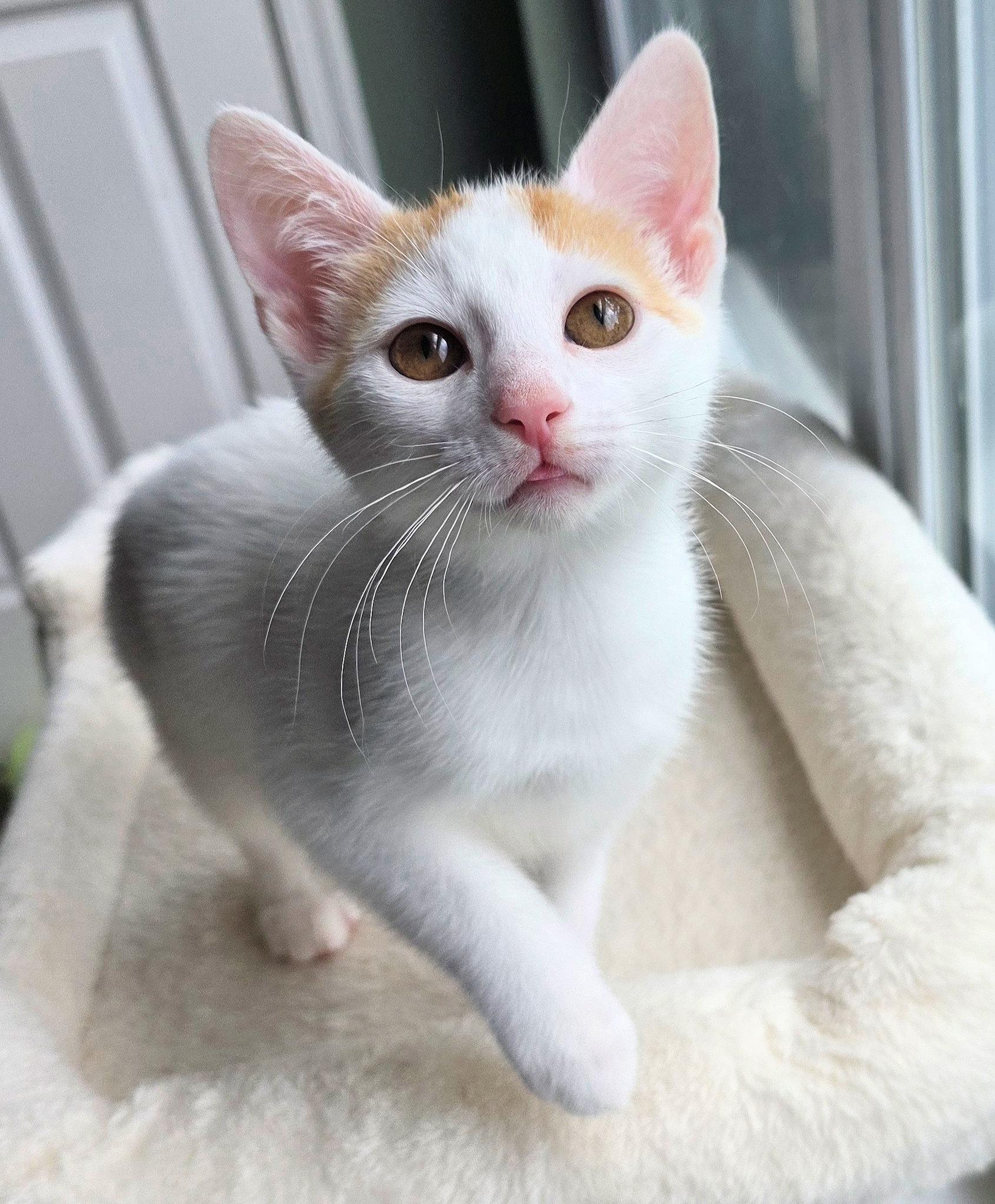 Raphael, Adopted, Kitten Male Domestic Short Hair.