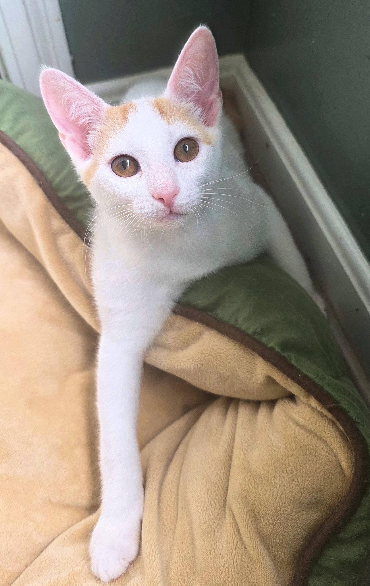 Enlarge Raphael, a Adopted Domestic Short Hair in Cincinnati, OH image 2/2