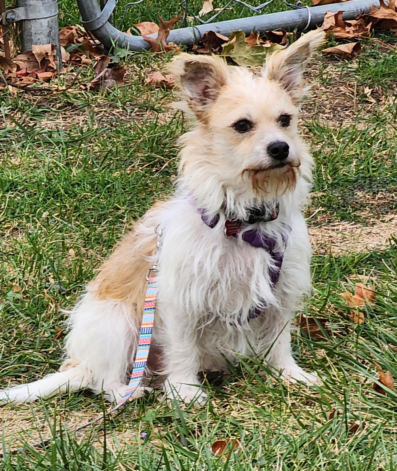 Scruffy, Adopted, Adult Male Terrier.