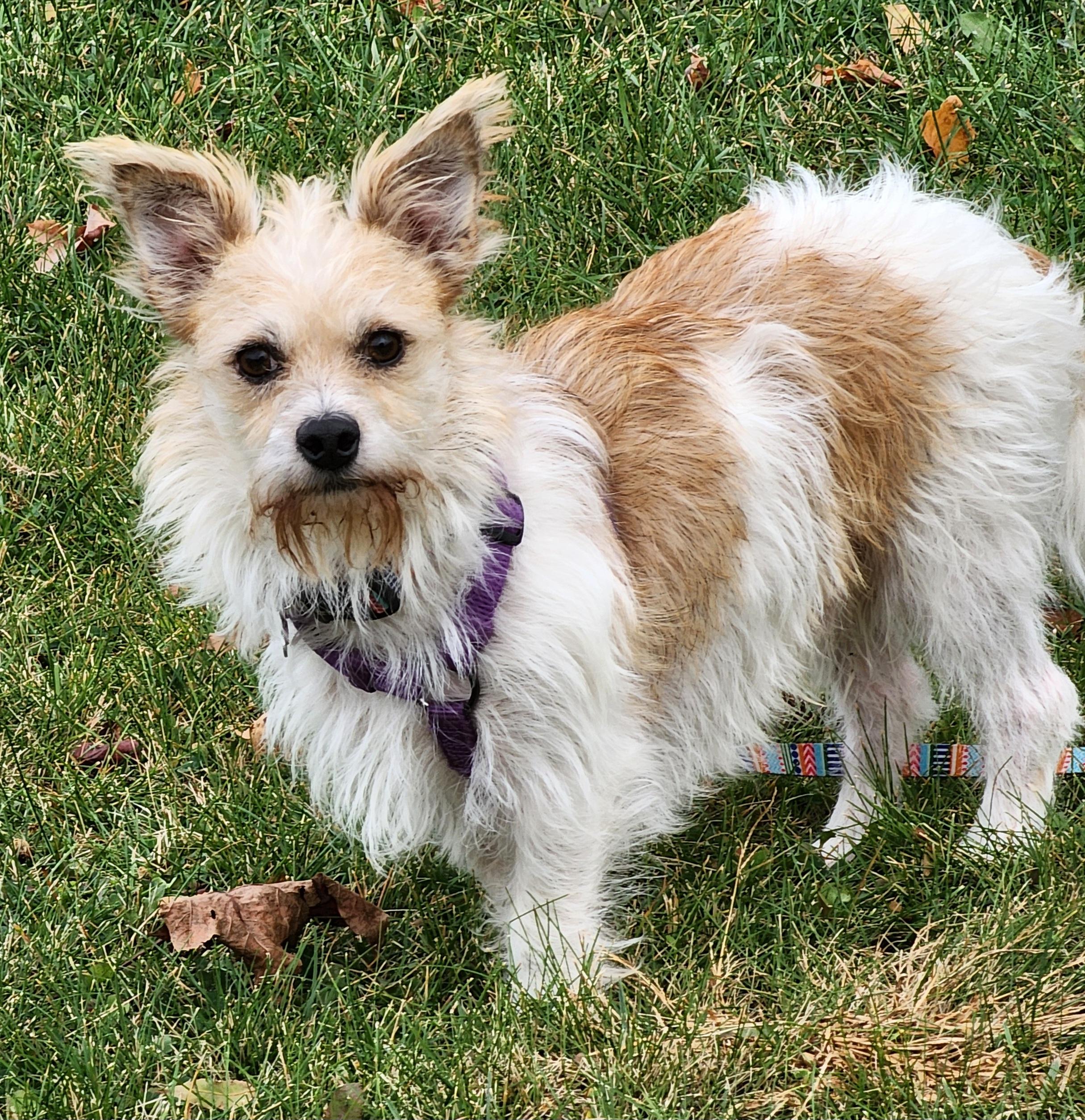 Scruffy, Adopted, Adult Male Terrier.