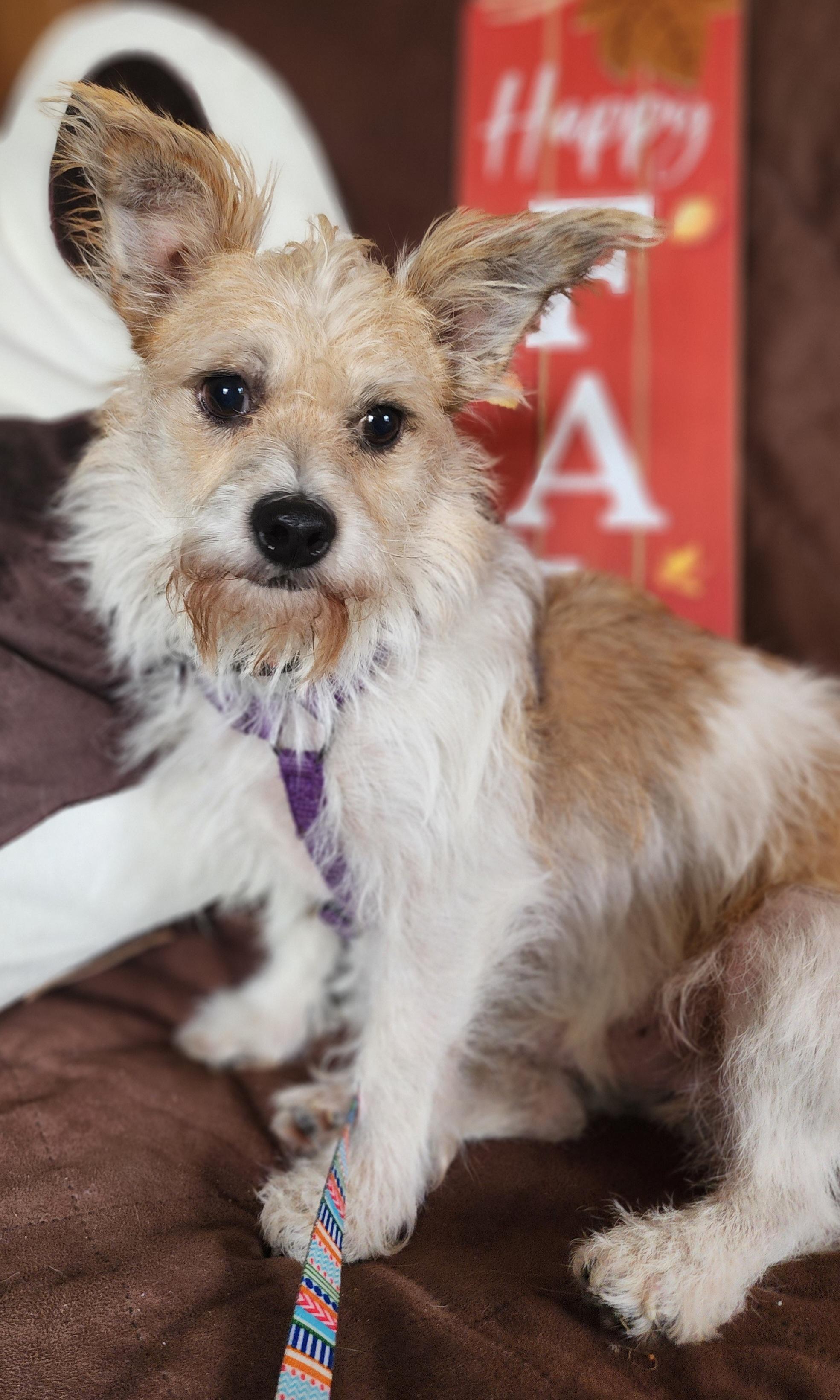 Enlarge Scruffy, a Adopted mixed breed in Lisbon, IA image 3/6