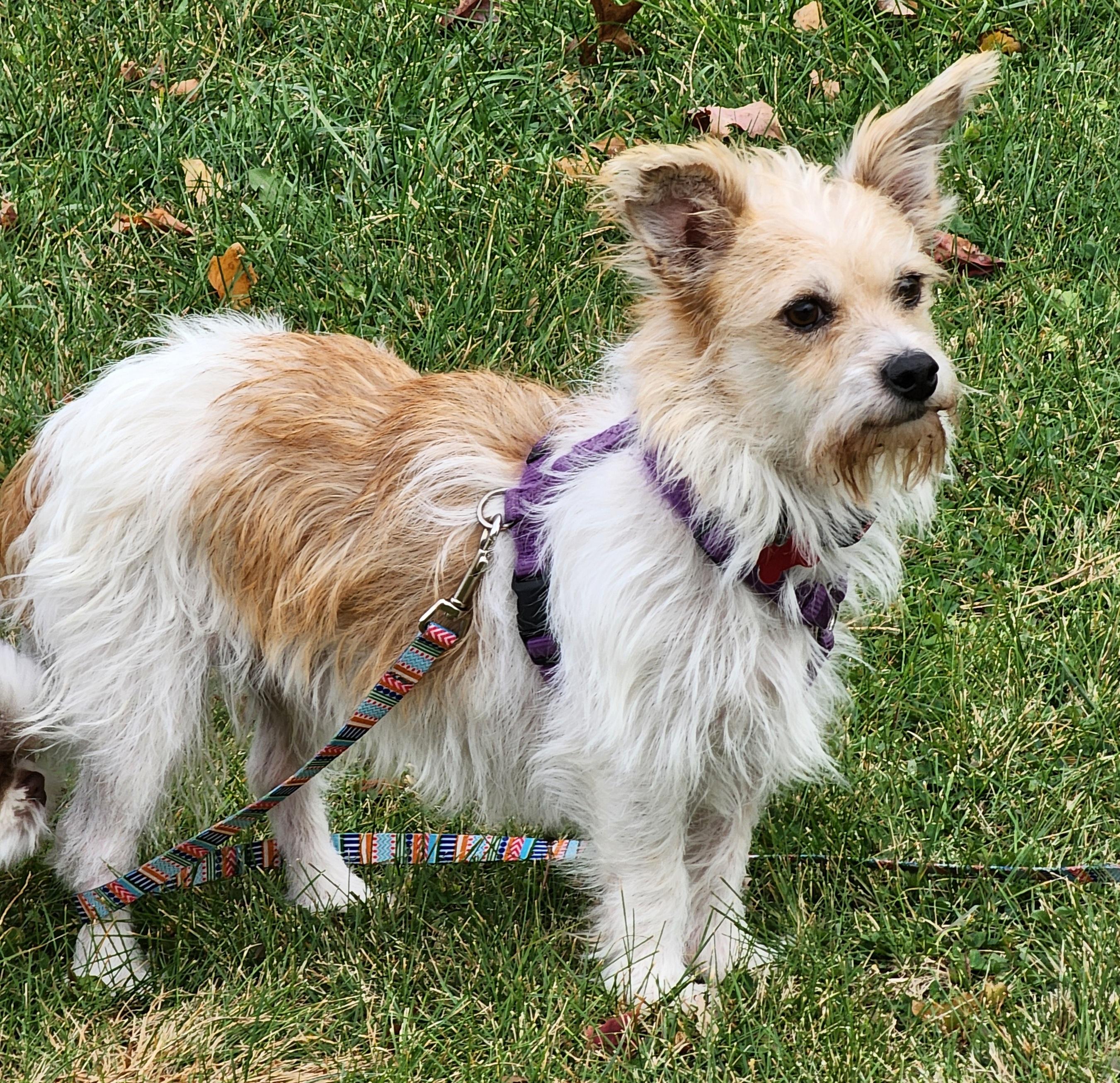 Enlarge Scruffy, a Adopted mixed breed in Lisbon, IA image 4/6