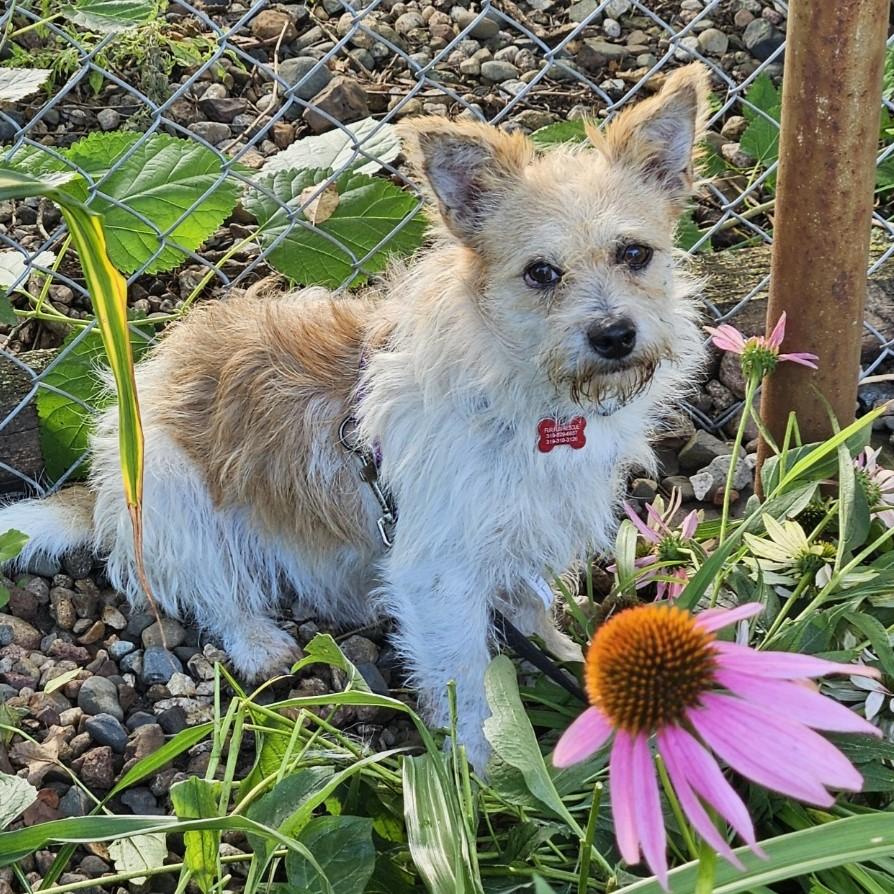Enlarge Scruffy, a Adopted mixed breed in Lisbon, IA image 5/6