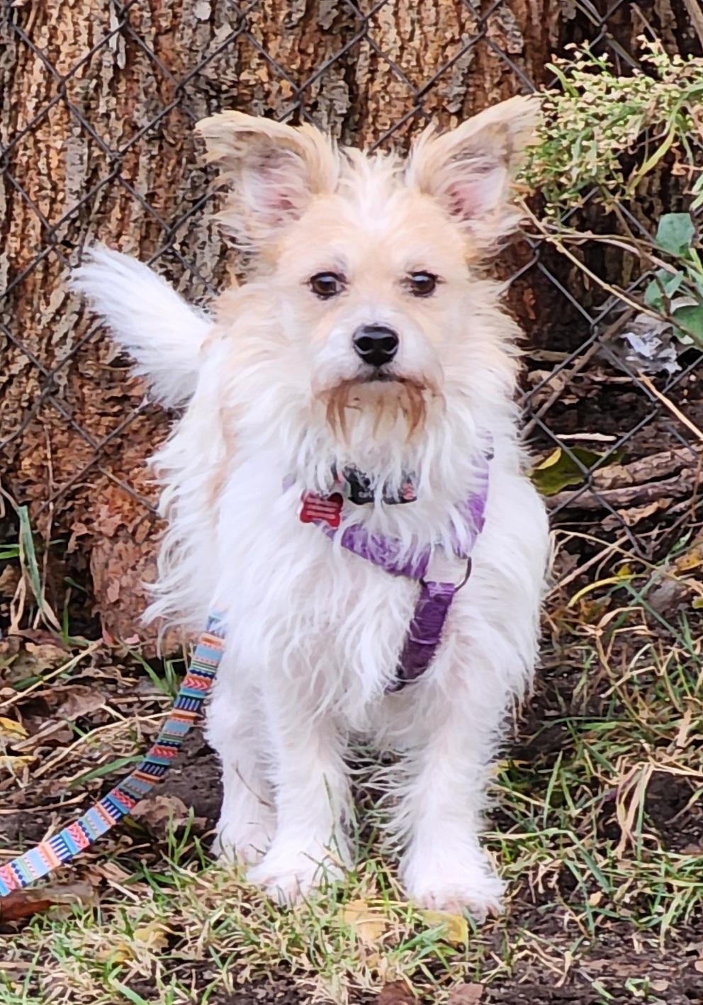 Enlarge Scruffy, a Adopted mixed breed in Lisbon, IA image 6/6
