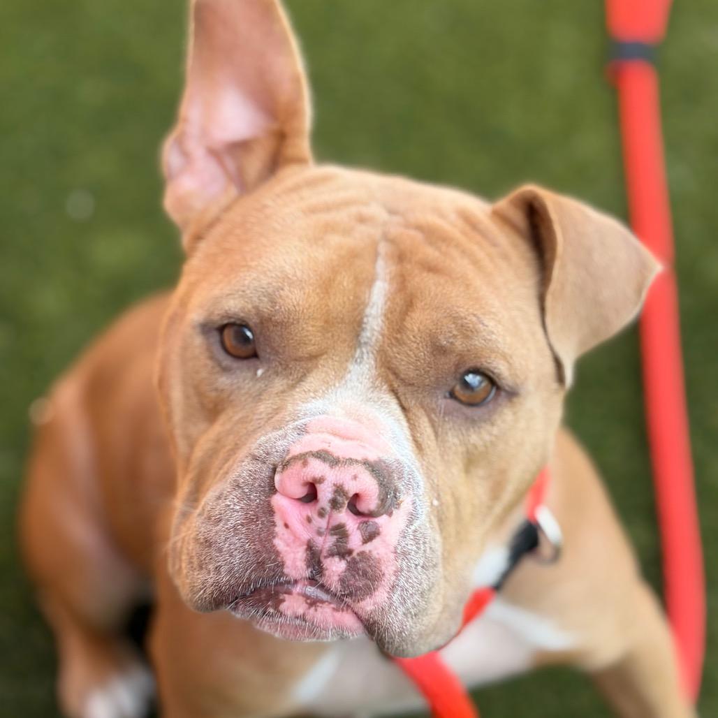 Susie, ADOPTABLE, Young Female Mixed Breed.