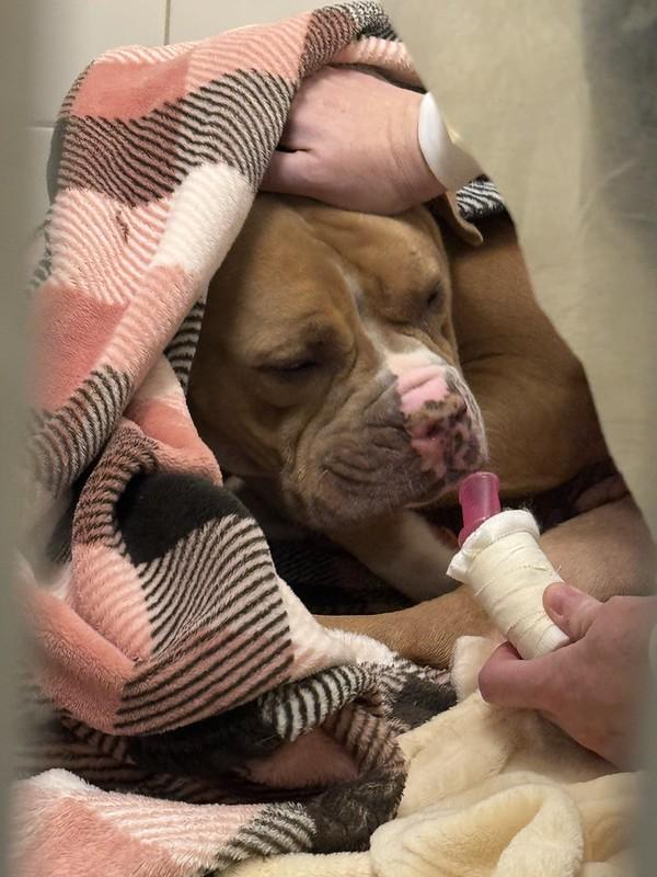 Susie, a ADOPTABLE Mixed Breed in Chester, PA image 6/6