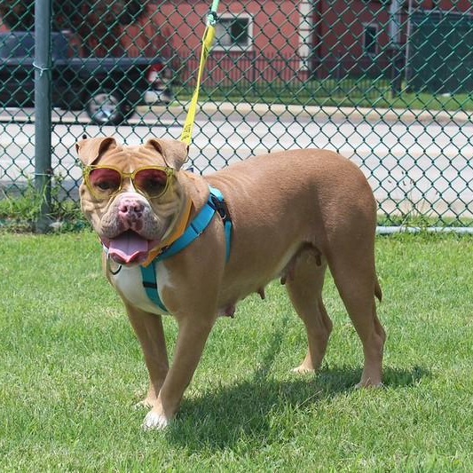 Susie, a ADOPTABLE Mixed Breed in Chester, PA image 3/6