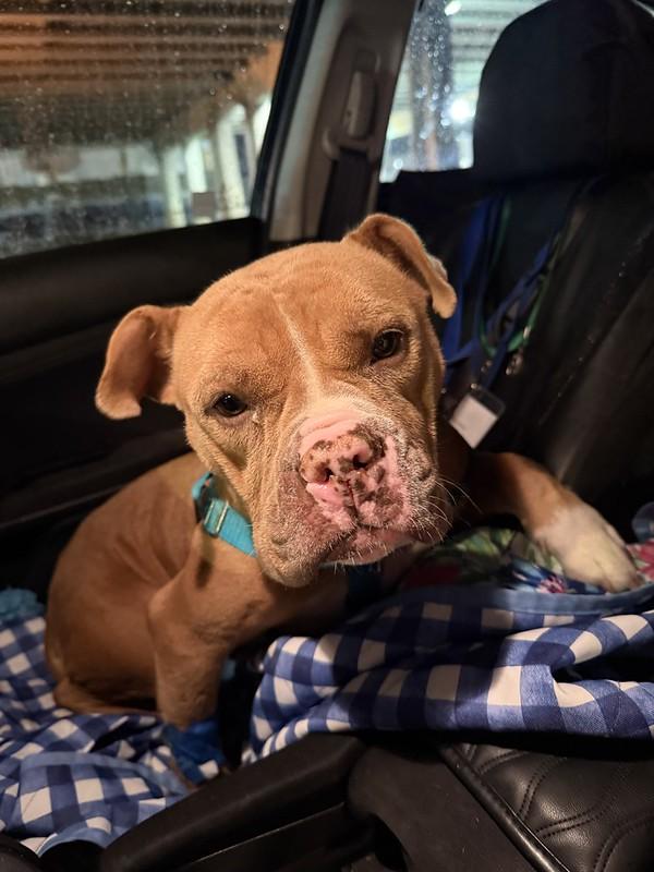 Susie, a ADOPTABLE Mixed Breed in Chester, PA image 5/6