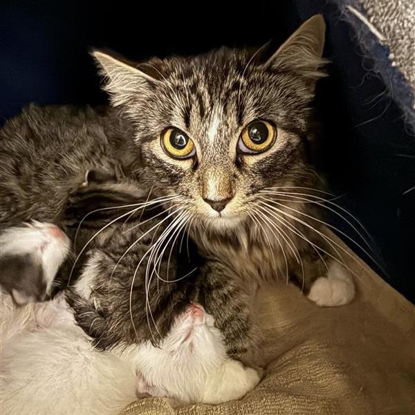 Minerva, Adoptable, Young Female American Shorthair.