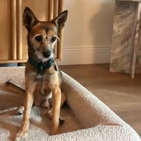 Enlarge Sylvester , a ADOPTABLE mixed breed in Miami, FL image 5/5