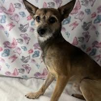 Enlarge Sylvester - FOSTER NEEDED, a ADOPTABLE mixed breed in Miami, FL image 3/3