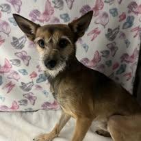 Enlarge Sylvester - FOSTER NEEDED, a ADOPTABLE mixed breed in Miami, FL image 2/3