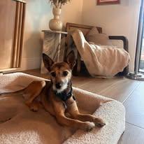 Enlarge Sylvester , a ADOPTABLE mixed breed in Miami, FL image 1/5