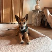 Enlarge Sylvester , a ADOPTABLE mixed breed in Miami, FL image 3/5