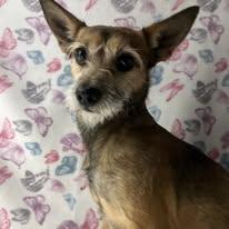 Enlarge Sylvester - FOSTER NEEDED, a ADOPTABLE mixed breed in Miami, FL image 1/3