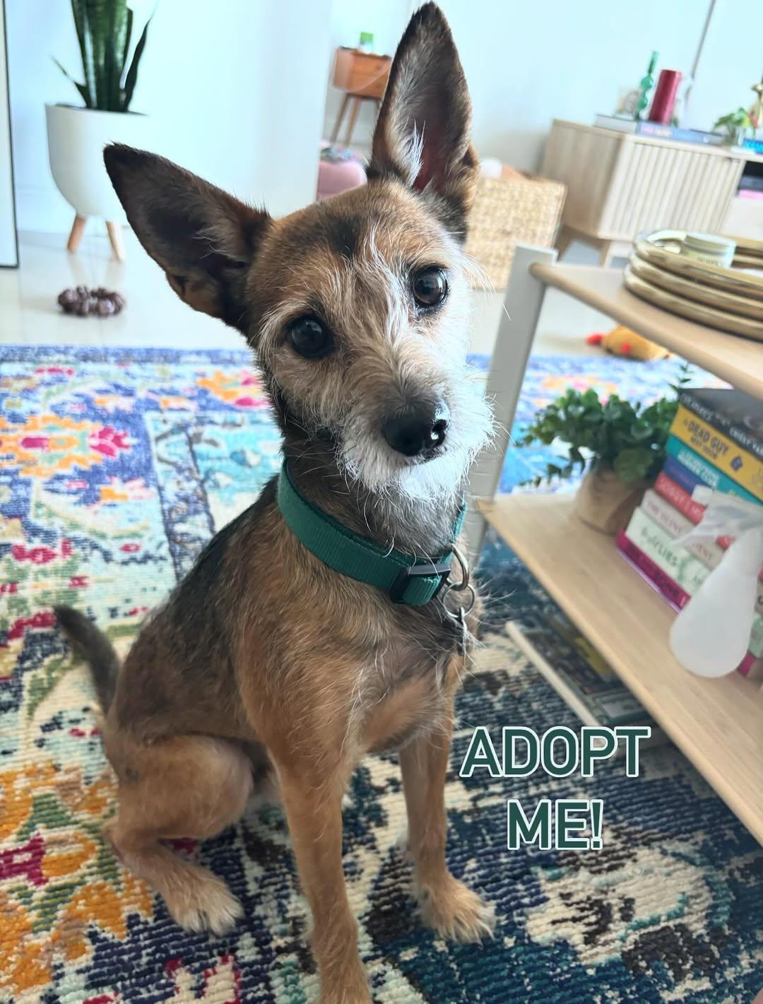 Sylvester , ADOPTABLE, Young Male Yorkshire Terrier & Chihuahua.