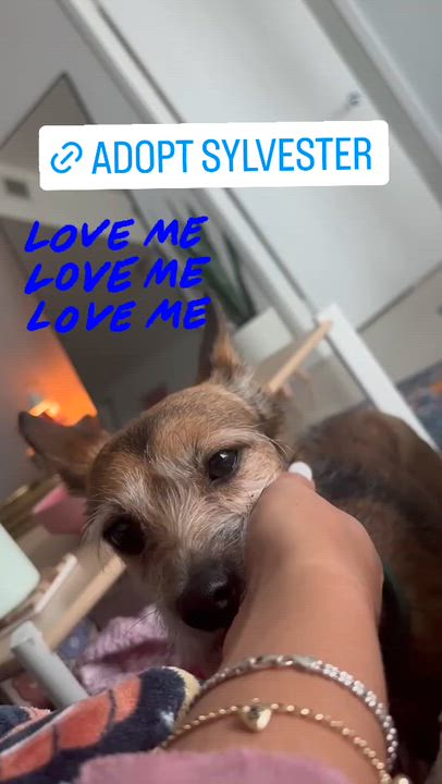 Enlarge Sylvester , a ADOPTABLE mixed breed in Miami, FL video 2/5