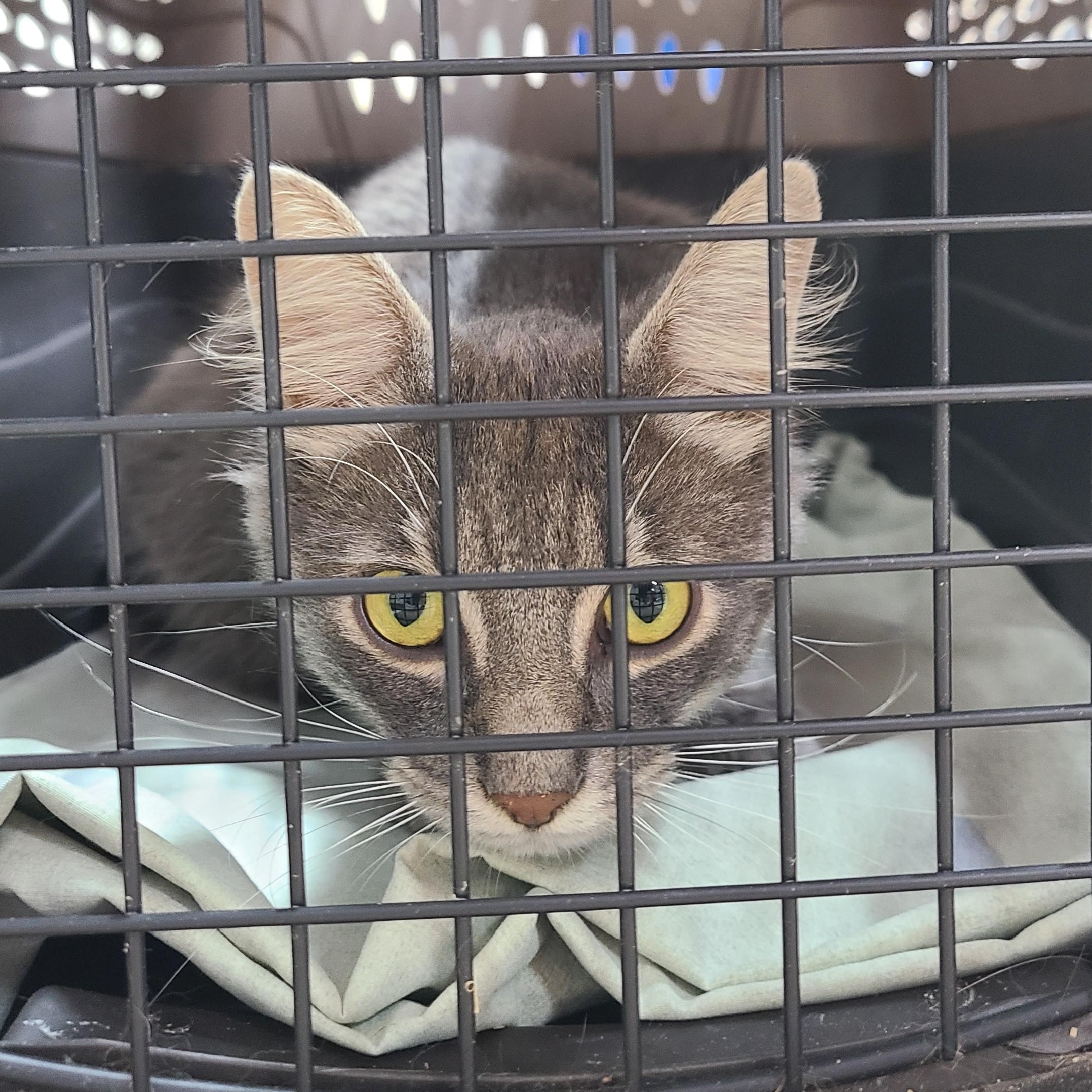 Sterling Asher, Adoptable, Young Male Domestic Medium Hair.