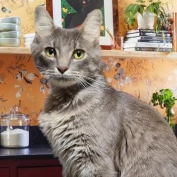 Enlarge Sterling Asher, a Adoptable Domestic Medium Hair in Barron, WI image 2/3