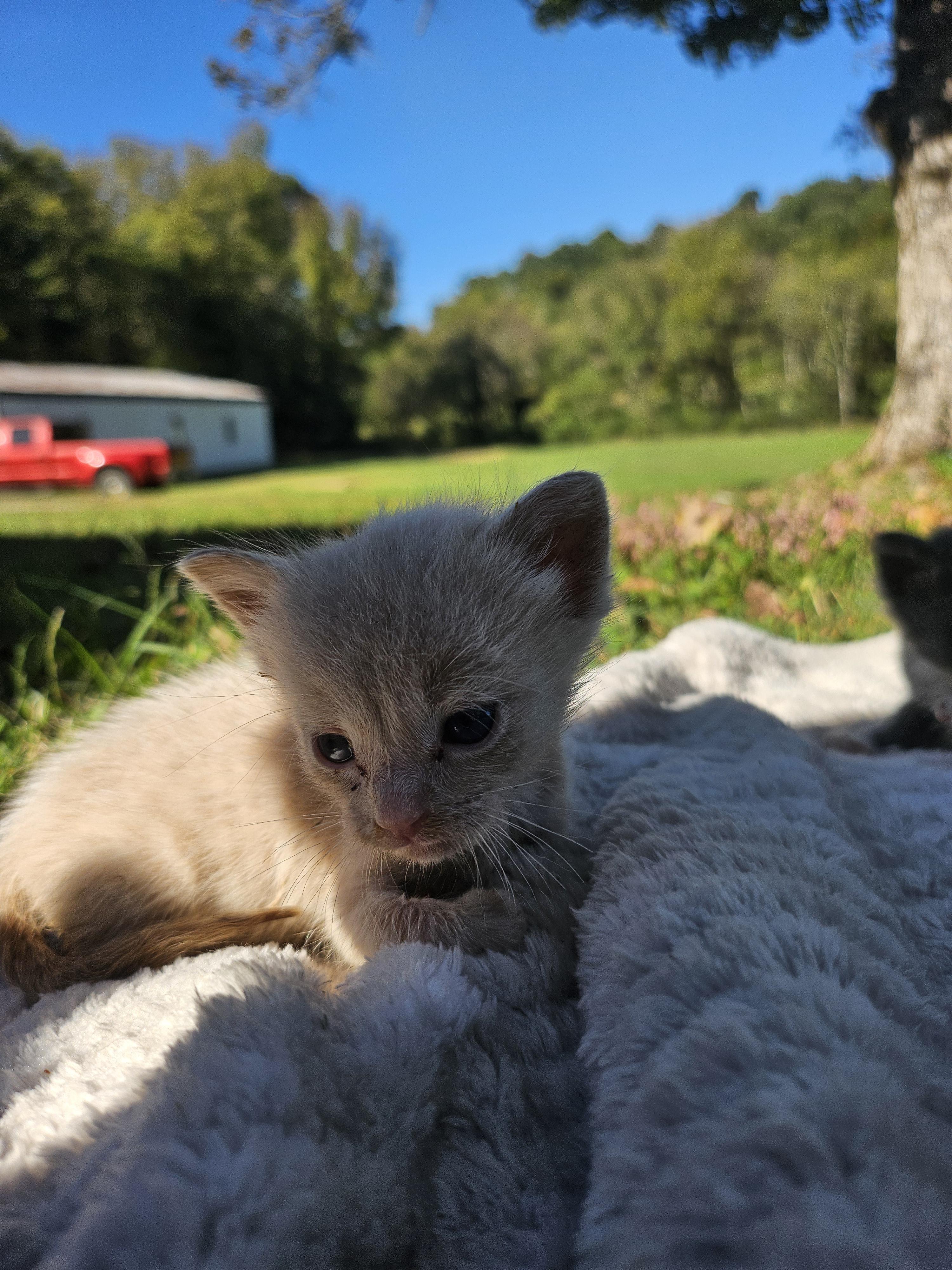 Hot Pot, Adopted, Young Male Domestic Short Hair.
