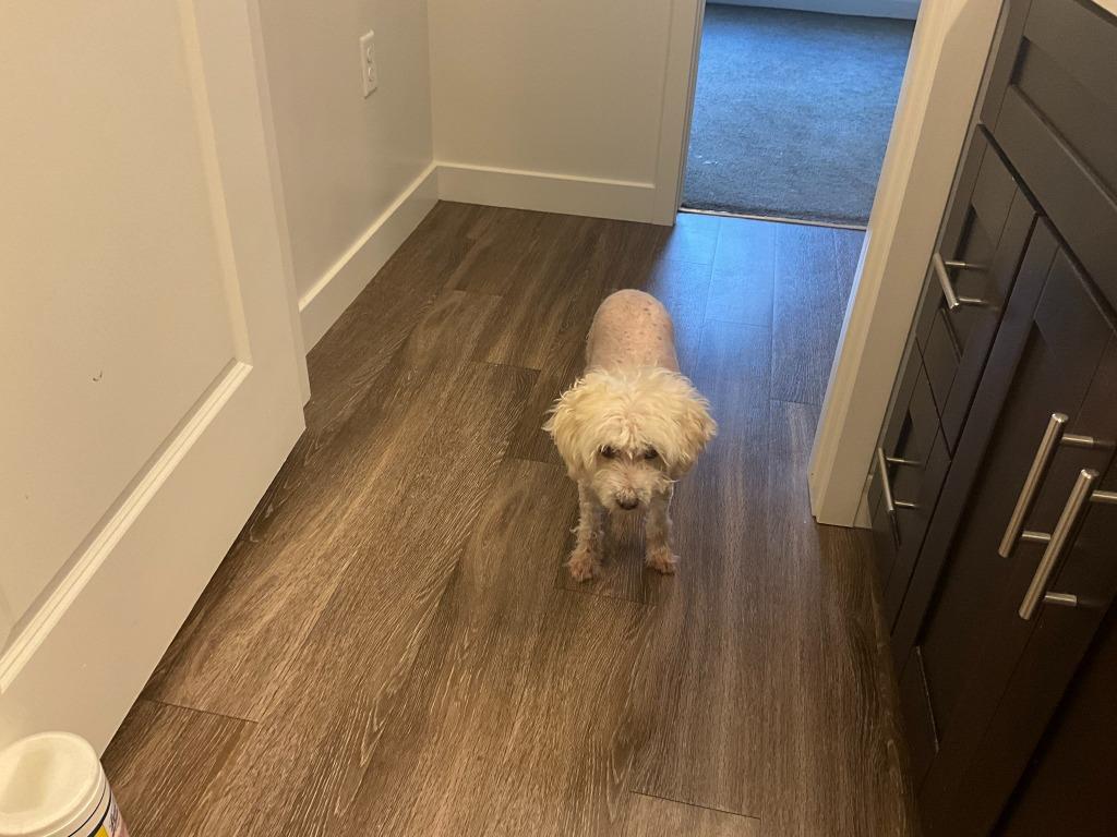 Enlarge Peter, a Adoptable Poodle in Salt Lake City, UT image 2/4