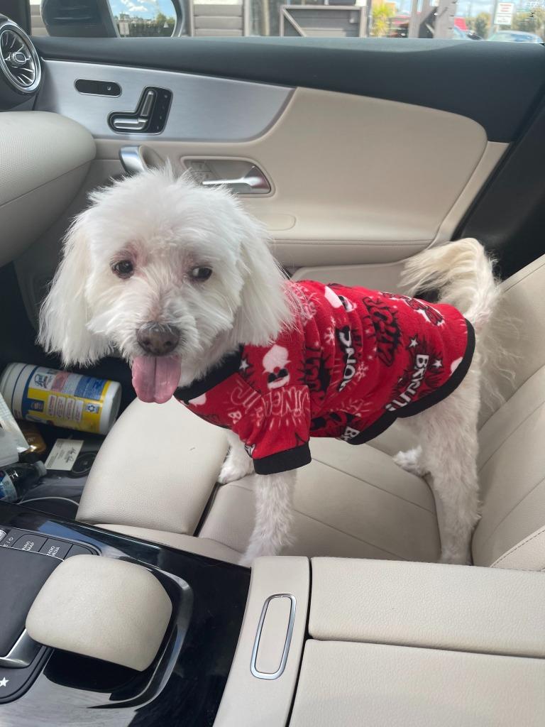 Enlarge Peter, a Adoptable Poodle in Salt Lake City, UT image 3/4