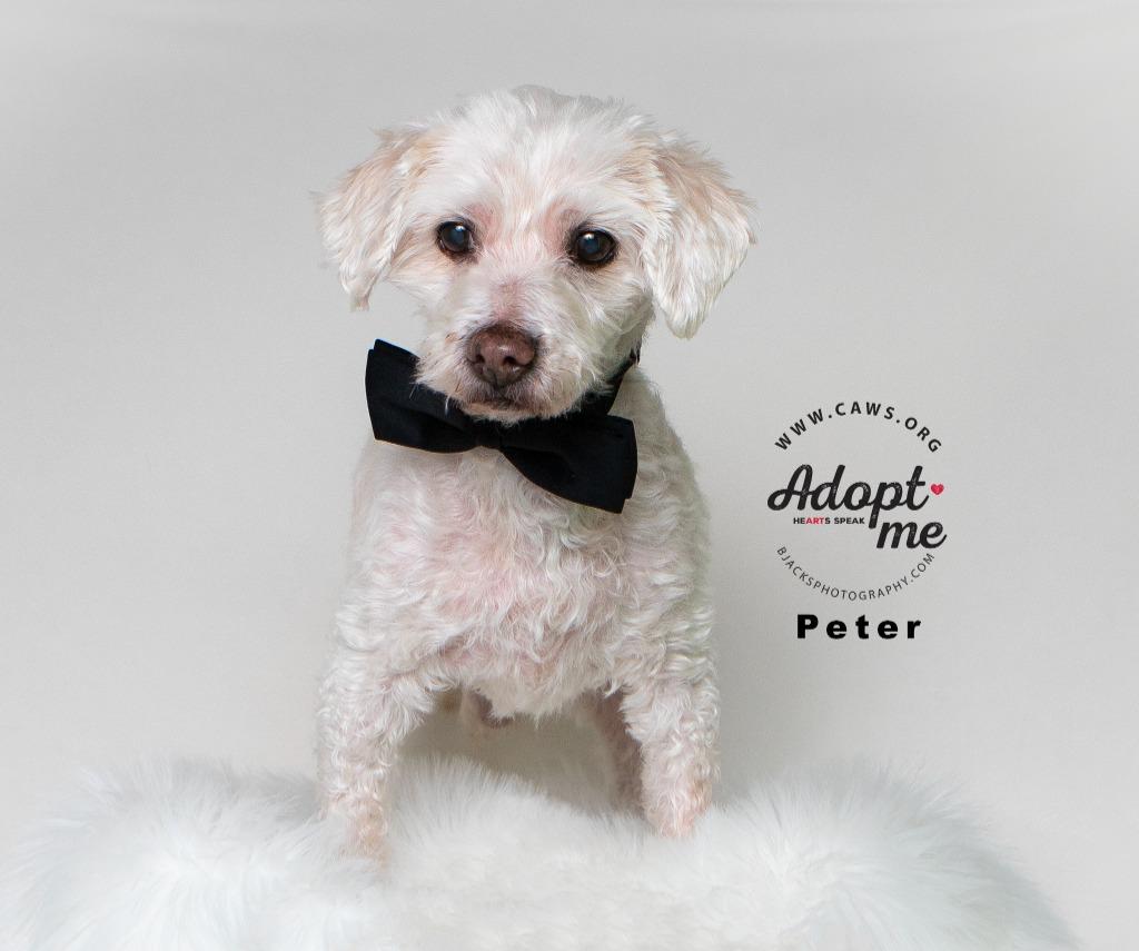 Enlarge Peter, a Adoptable Poodle in Salt Lake City, UT image 4/4