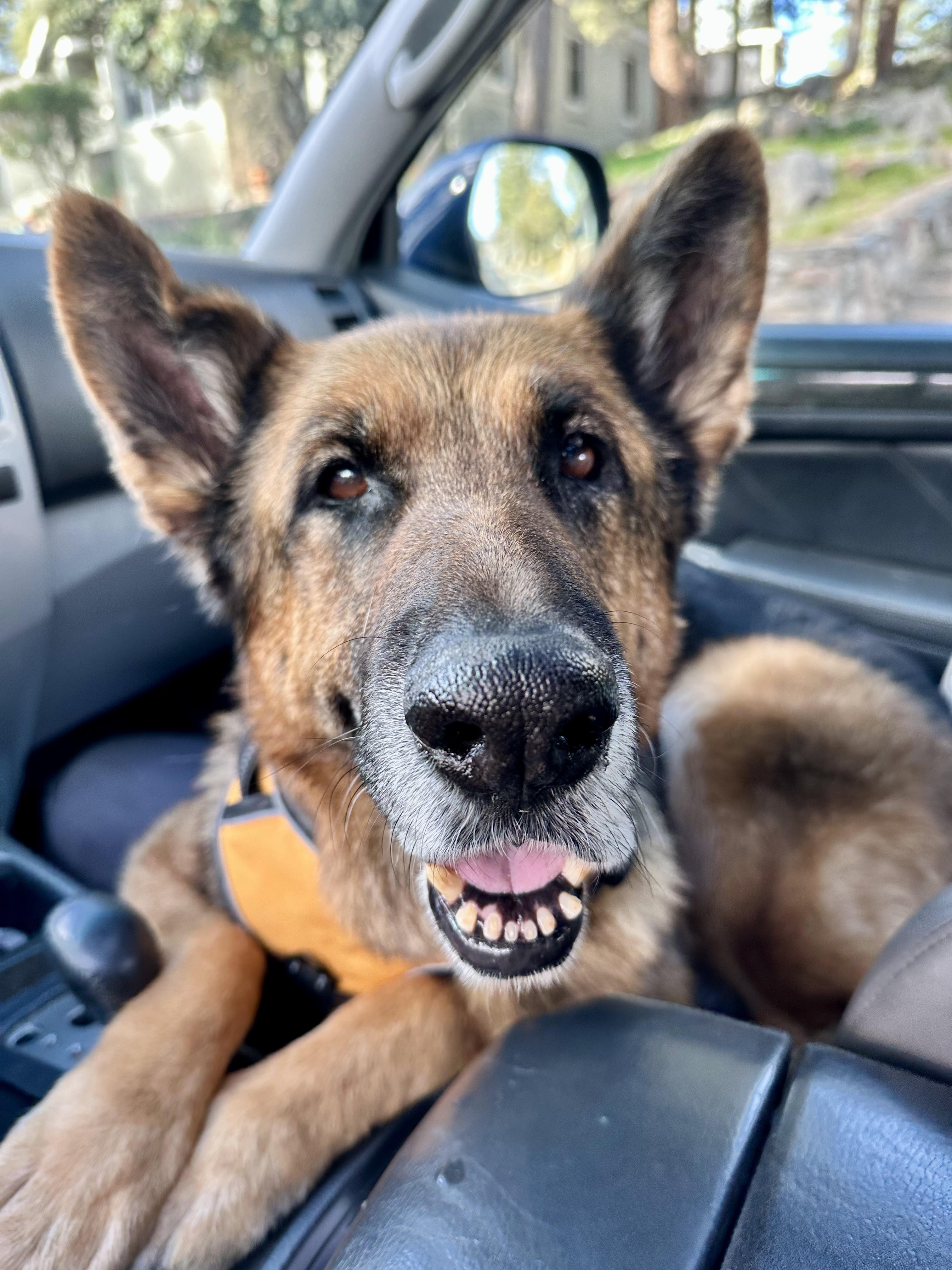 🍌 Chiquita “Banana” — The Sweetest Soul You’ll Ever Meet 🍌, ADOPTABLE, Senior Female German Shepherd Dog.