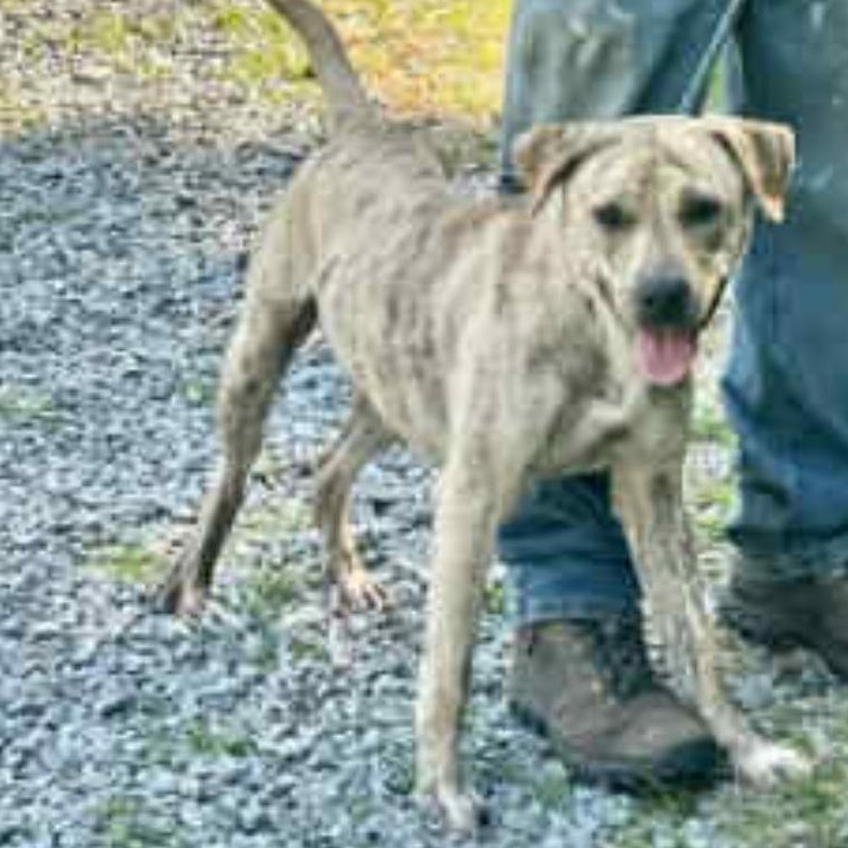 Enlarge Astro, a Adopted mixed breed in Conway, SC image 2/5