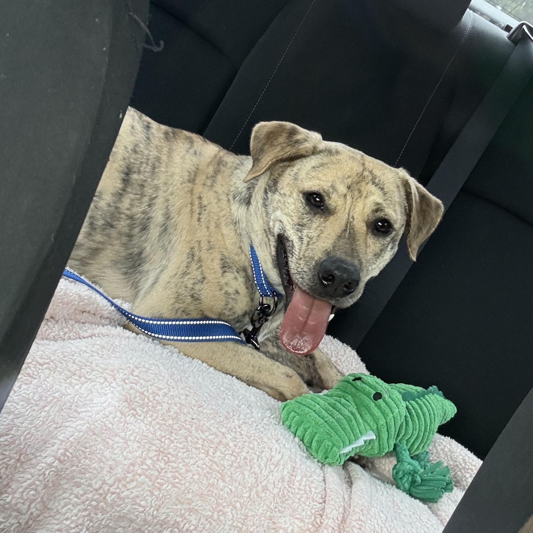 Astro, Adopted, Young Male Labrador Retriever & Mountain Cur.