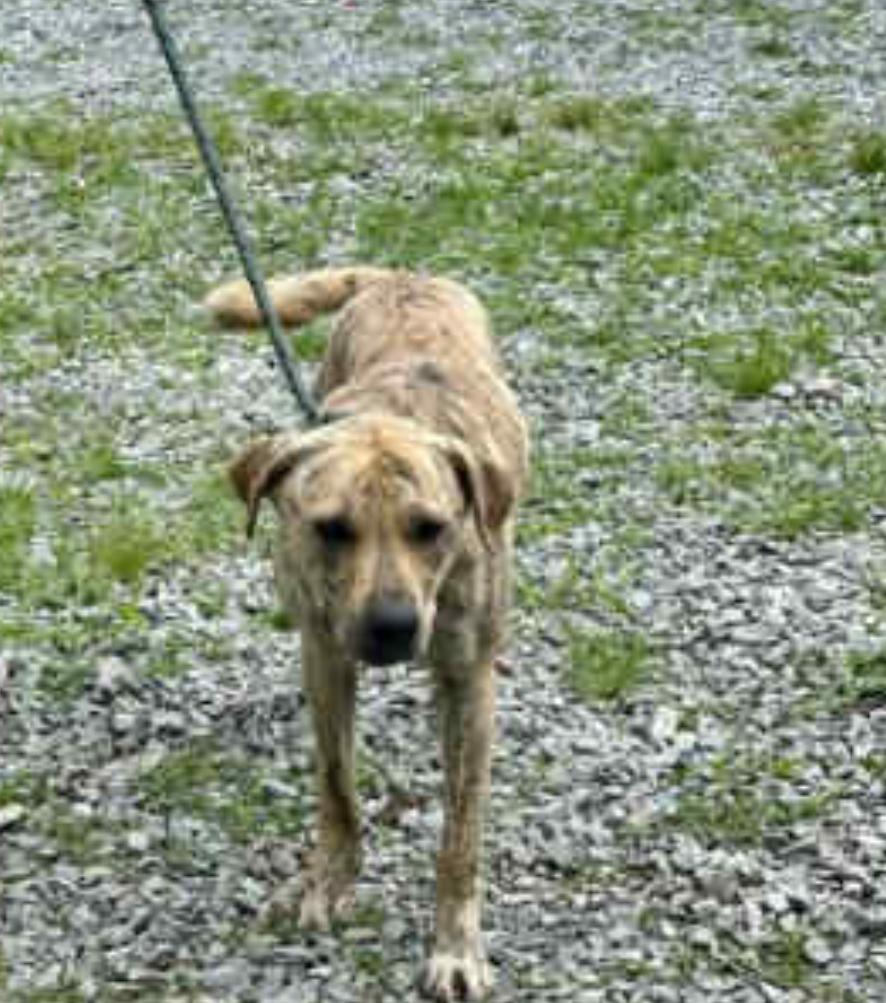 Enlarge Astro, a Adopted mixed breed in Conway, SC image 3/5