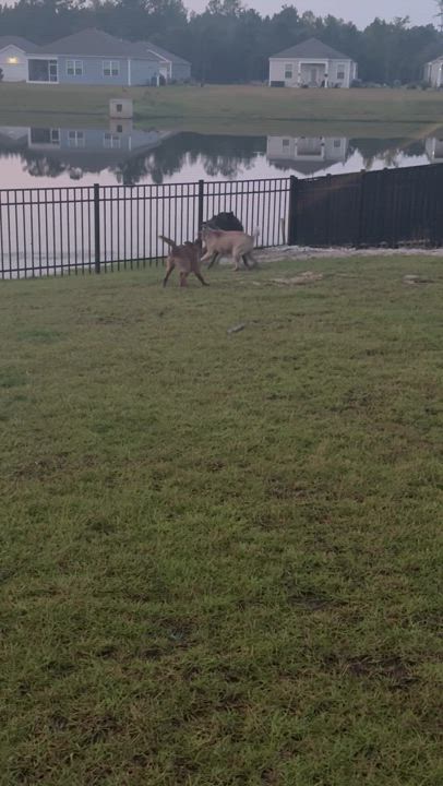 Enlarge Astro, a Adopted mixed breed in Conway, SC video 5/5