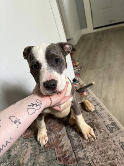 Muffin, Adoptable, Puppy Female Mixed Breed & Mixed Breed.