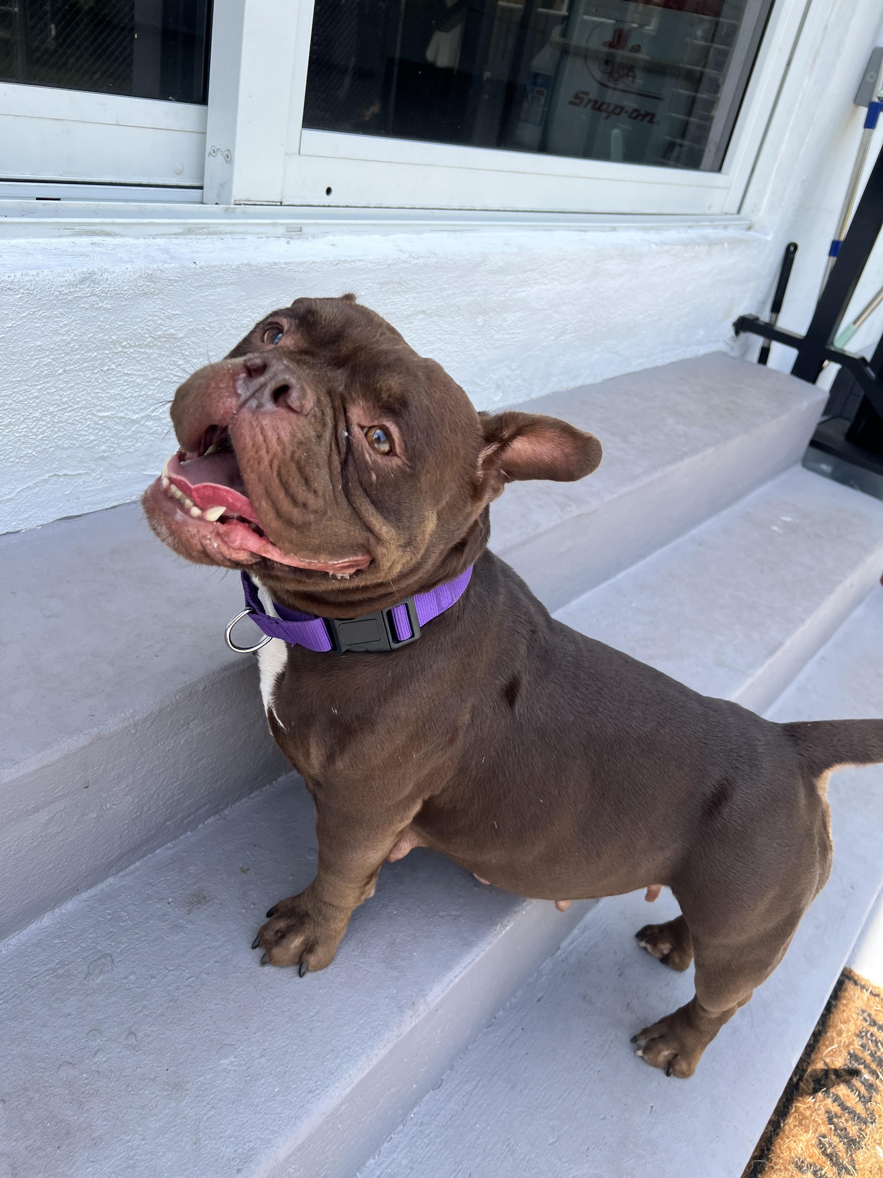 Maple, a ADOPTABLE mixed breed in North Miami, FL image 4/4